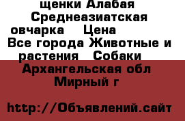 щенки Алабая (Среднеазиатская овчарка) › Цена ­ 15 000 - Все города Животные и растения » Собаки   . Архангельская обл.,Мирный г.